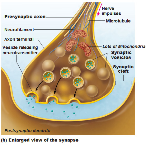 motor neuron axon terminal