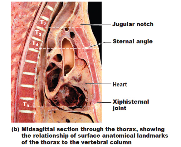 Thoracic Cage Ribs Fontanelles