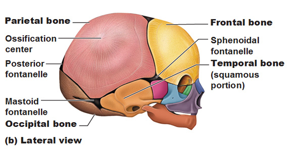 Posterior Fontanelle Closes At What Age