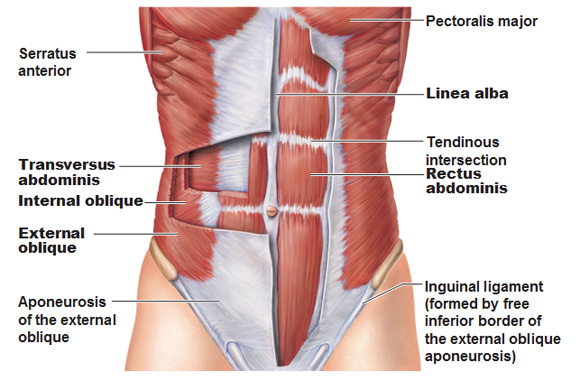 Muscles of the Abdominal Wall