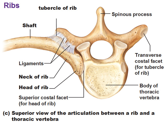 Thoracic Cage, Ribs, Fontanelles