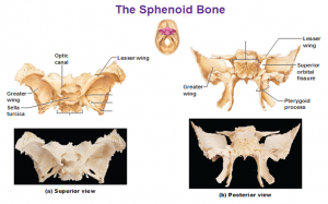 Geography of the Skull