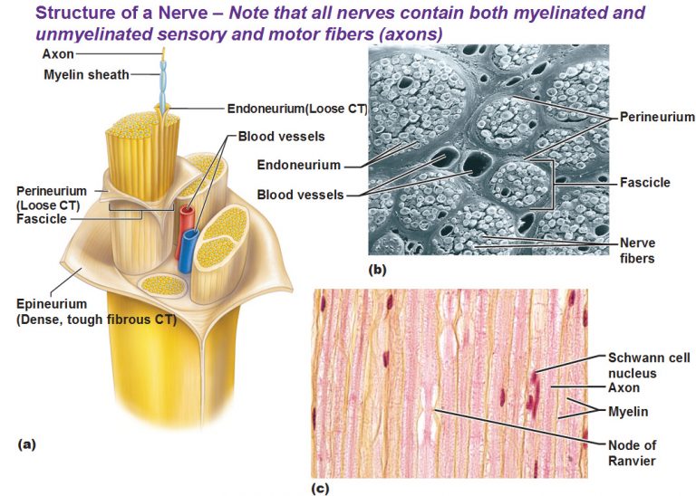 Fundamentals of the Nervous System and Nervous Tissue - Antranik.org