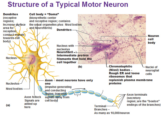 dendrite definition for third graders