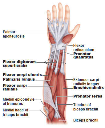 Forearm wrist sale