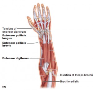 Muscles of the Forearm - Antranik.org