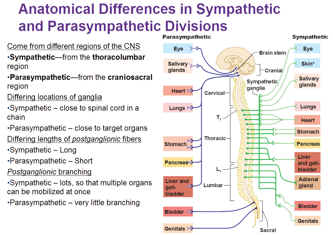 Sympathetic Vs Parasympathetic Nervous System Chart