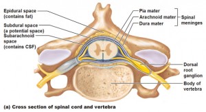 Central Nervous System: Spinal Cord - Antranik.org