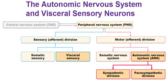 Nervous System Divisions Chart