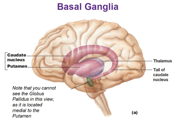 Grey Matter vs White Matter in the Brain