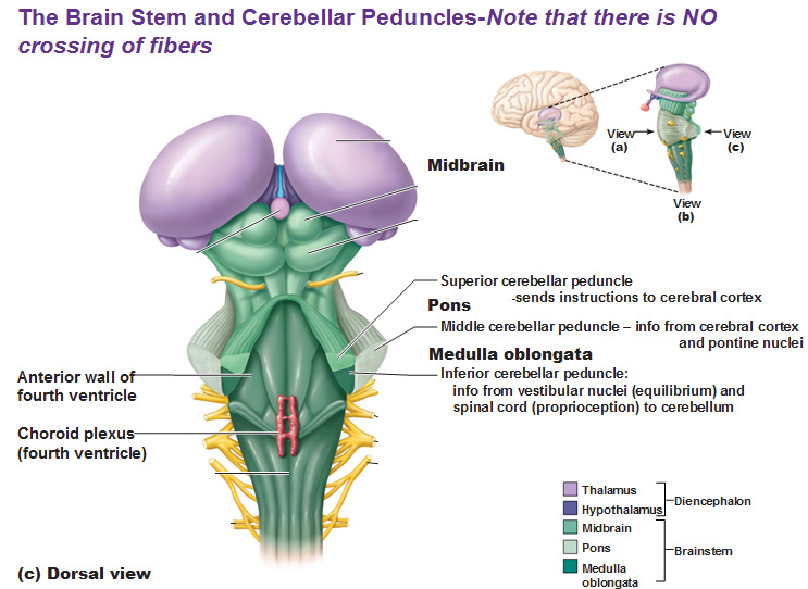 CNS: Intro to Brain and Ventricles, Medulla Oblongata, Pons, Mid-Brain