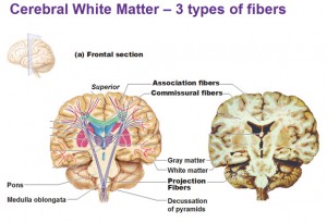 Cerebral White Matter and Gray Matter and Basal Ganglia - Antranik.org