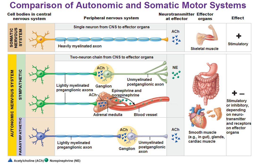 Sympathetic Vs Parasympathetic Chart