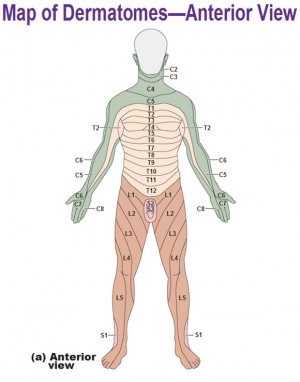 Innervation of the skin: Dermatomes - Antranik.org