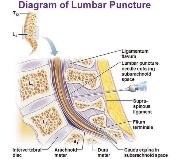 central-nervous-system-spinal-cord