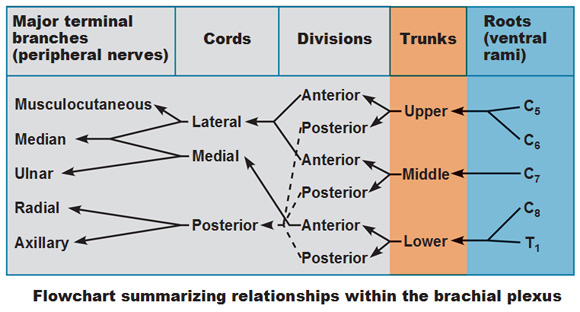 Nerve Root Muscle Innervation Chart