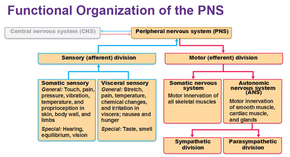 nervous system peripheral pns sensory division functional organization visceral neurons functions efferent autonomic cns nerves motor cranial components central referred