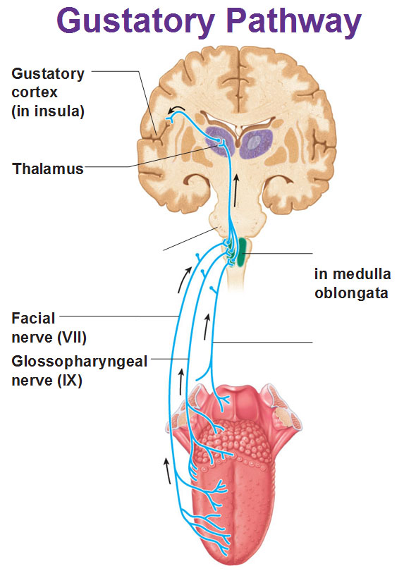 sense of taste diagram