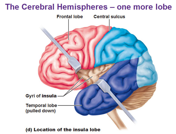 cerebral hemispheres