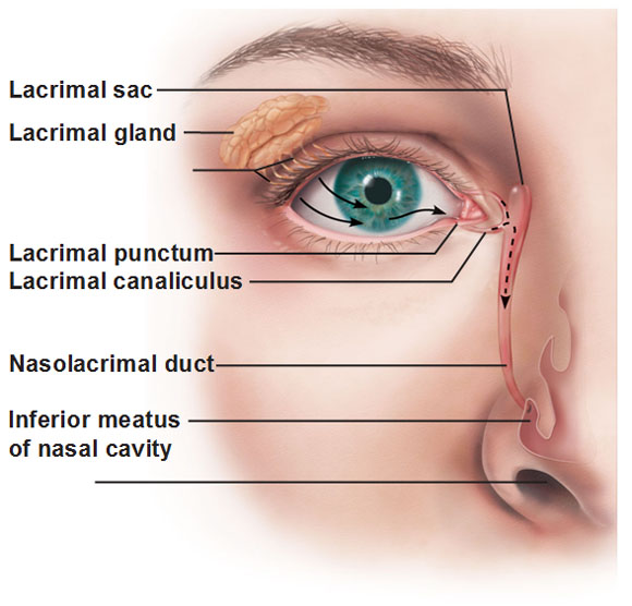 What Is The Inner Corner Of Your Eye Called