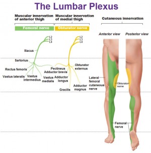 Peripheral Nervous System: Spinal Nerves and Plexuses - Antranik.org