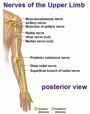 Peripheral Nervous System: Spinal Nerves and Plexuses