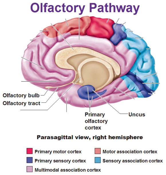 chemical-sense-smell-olfaction-antranik