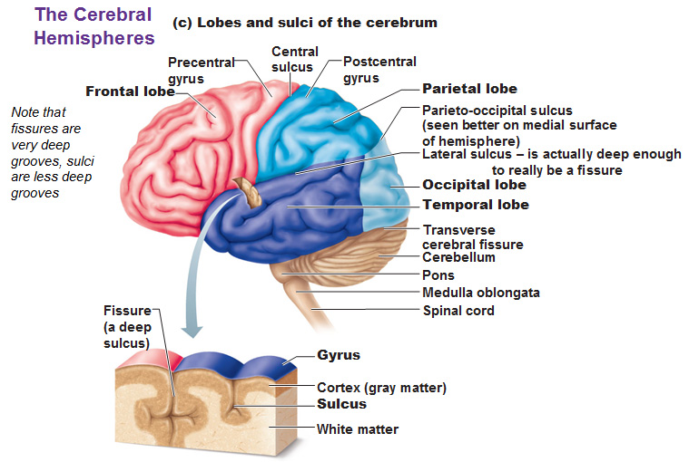 Cerebral Hemisphere Diagram