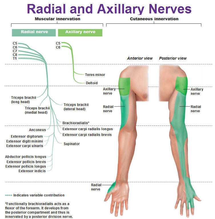Peripheral Nervous System: Spinal Nerves and Plexuses