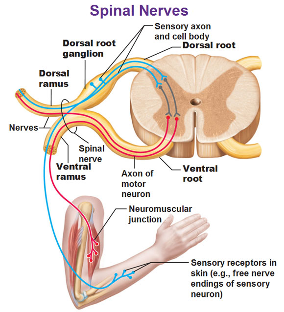 peripheral nerve or dorsal column stimulator