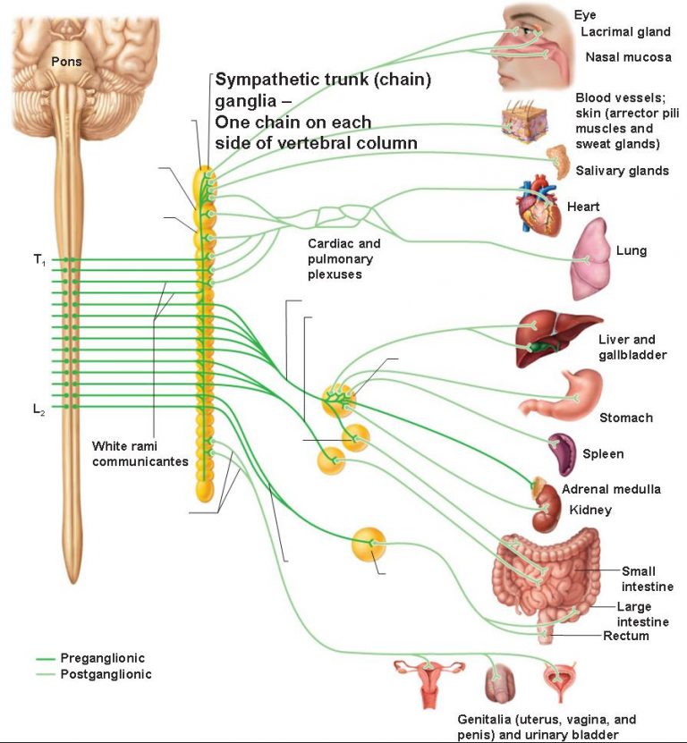 The Autonomic Nervous System 2457