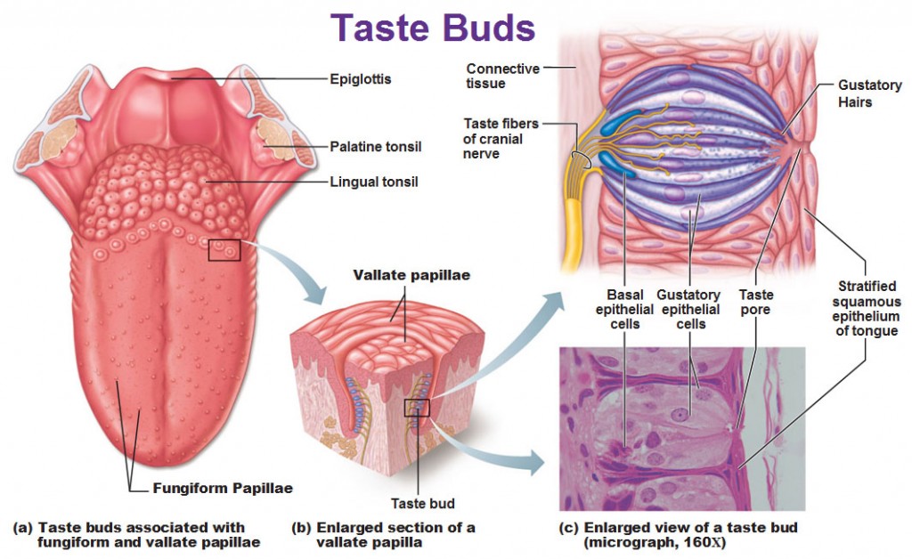 chemical-sense-taste-gustation-antranik