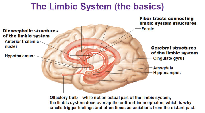 brain diagram reticular formation