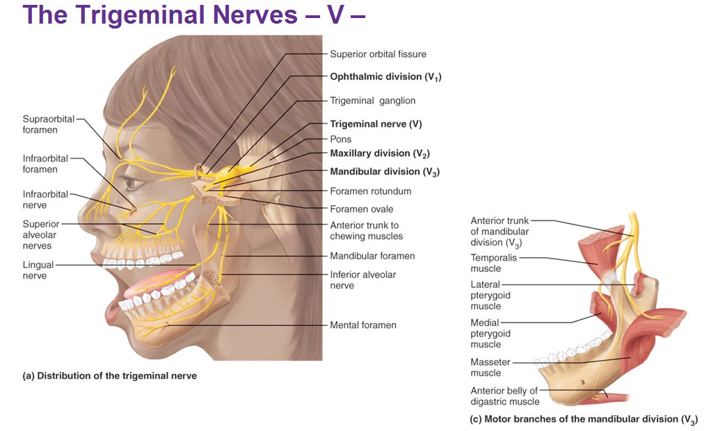 mandibular nerve. V3 of trigeminal  Nerve anatomy, Cranial nerves anatomy,  Facial nerve