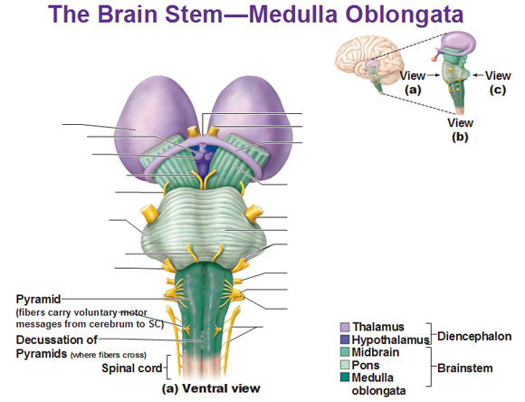 medulla oblongata section