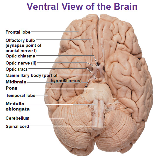 cerebellum location