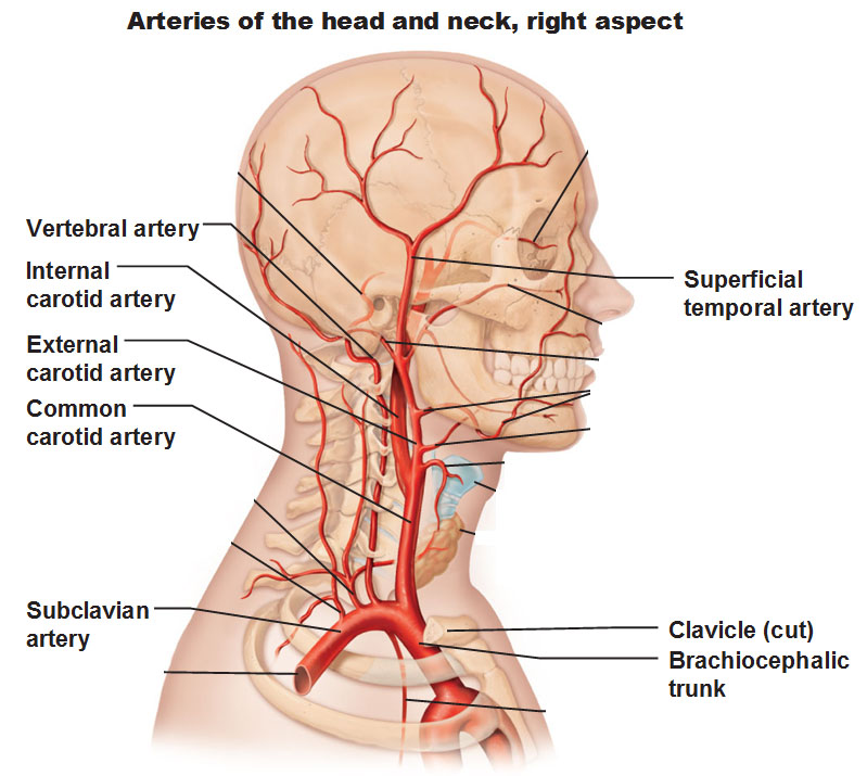 veins and arteries of the head and neck
