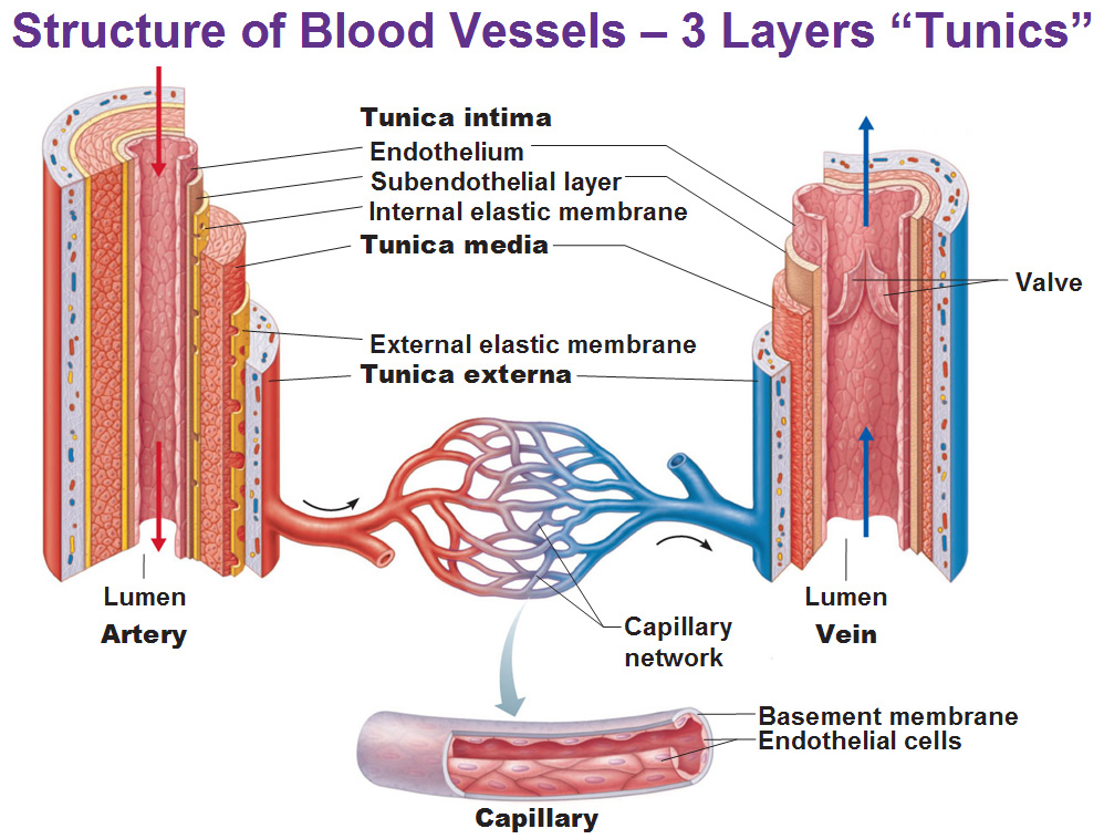 Blood vessels (Types, structure and functions) Online Science Notes