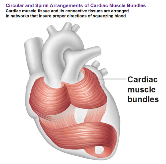 Layers of the Pericardium, Heart Wall and Spiral Arrangement
