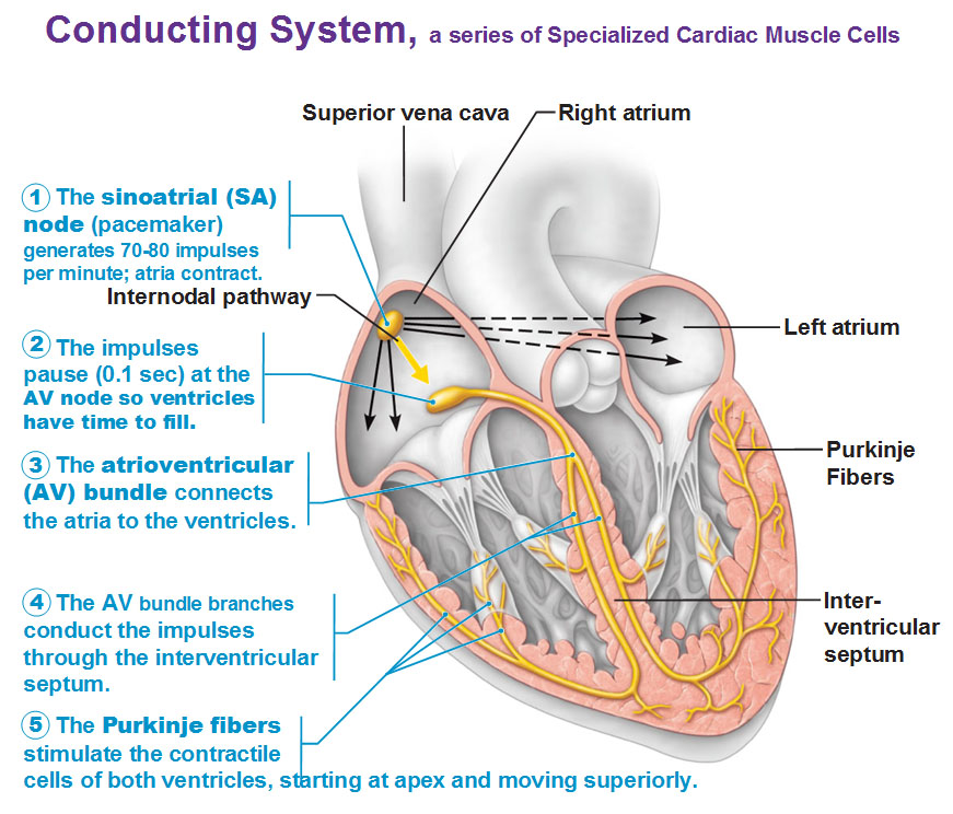 Conducting System of the Heart - Bundle of His - SA Node - TeachMeAnatomy