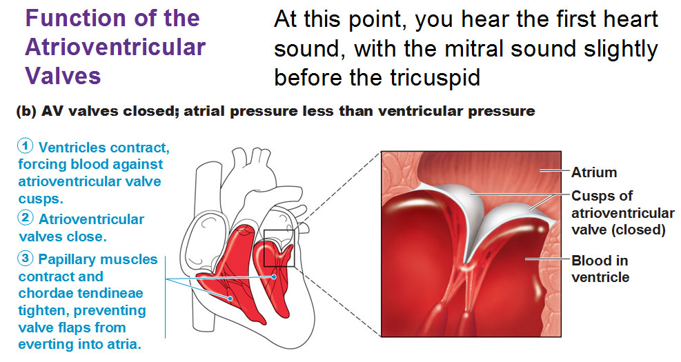 Function of the Atrioventricular and Semilunar Valves
