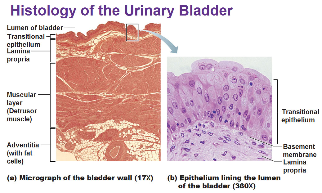 Transitional Epithelium Histology