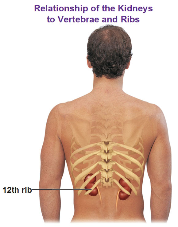 Are The Kidneys Located Inside Of The Rib Cage Where Are The Kidneys