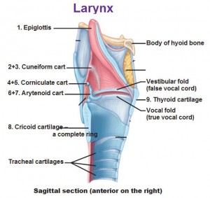 The Respiratory System - Antranik.org