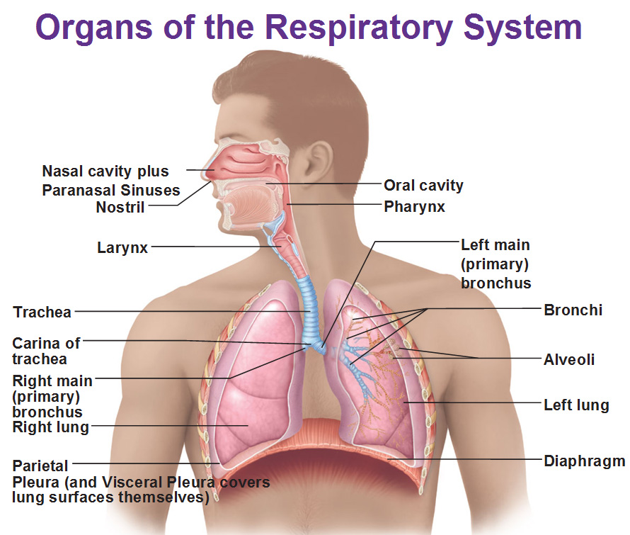 respiratory system diagram labeled with functions