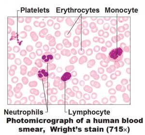 Blood Components, Hemoglobin, Type/Rh Factor, Agglutination - Antranik.org