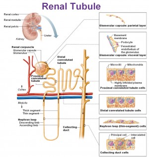 Thiazide Diuretics - Antranik.org