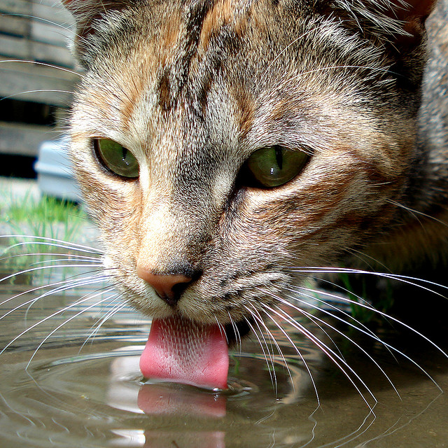 cat drinking dogs water