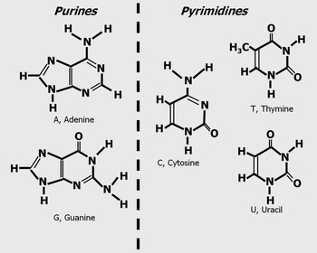 chemical structure of nucleic acids