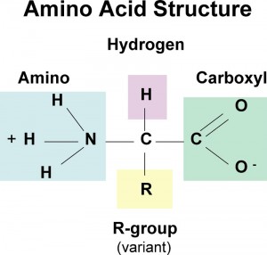 The Catabolism of Fats and Proteins for Energy